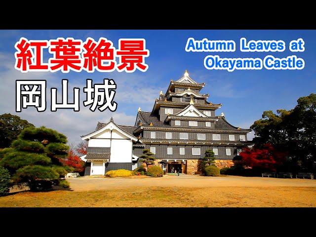 Spectacular Autumn Leaves at Okayama Castle and Okayama Korakuen Garden!