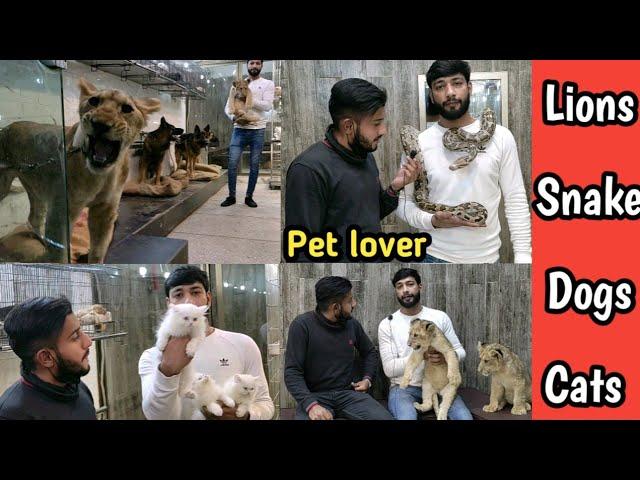 Tollinton market Lahore || lion in Lahore || German Shepherd triple coat || Persian cat in market