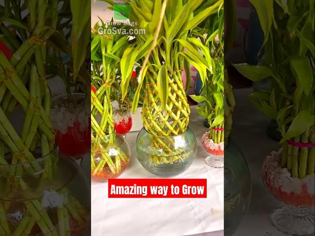 Amazing Way to Grow Lucky Bamboo