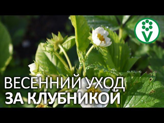 ОБЯЗАТЕЛЬНЫЙ УХОД ЗА КЛУБНИКОЙ ДО ЦВЕТЕНИЯ. Подкормки и обработки клубники весной