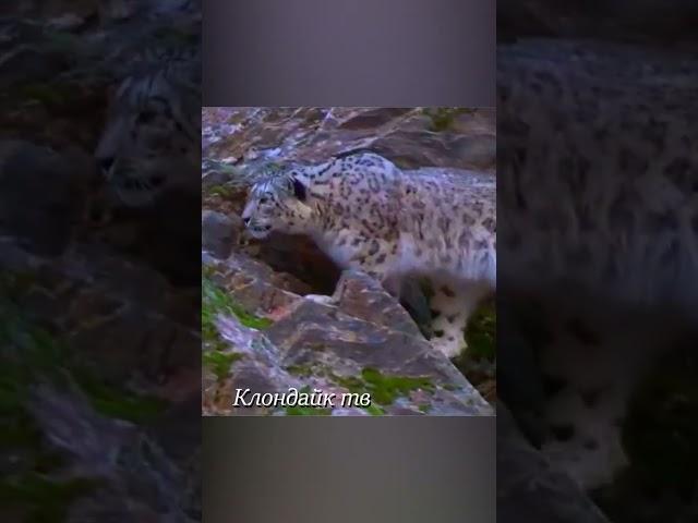 Беспощадный снежный барс начал охоту #animals
