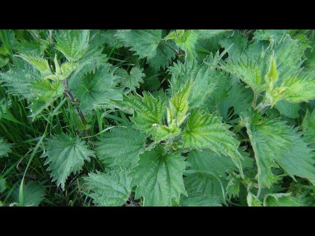 The Joy Of Stinging Nettles