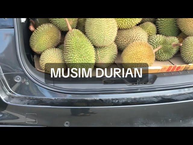 Musim Durian Datang Lagi Di Tuaran. Buah-Buahan Tempatan Yang Lain Pun Banyak