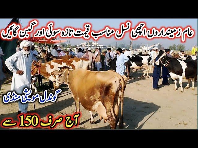 16-09-2024 Today Gondal Mandi latest update! MilkingCows Fresh Rate on Gondal Mandi!#cows#dairy#farm