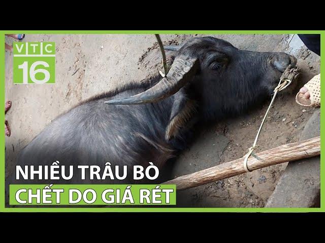 Nhiều trâu bò chết do giá rét | VTC16