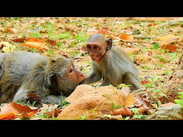 No Milk Jinx ! Adult Monkey Still  Beg Milk, Mom Rejected Coz He Biggest Now, Tricky Adult Monkey.