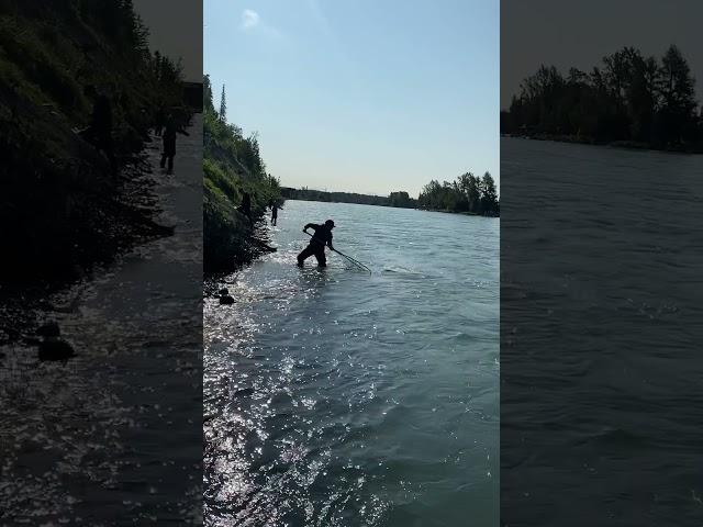 Red Salmon on the Kenai River #fishing #fishingequipment