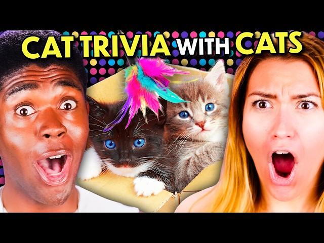 The Ultimate Cat Trivia Gauntlet With Cats!