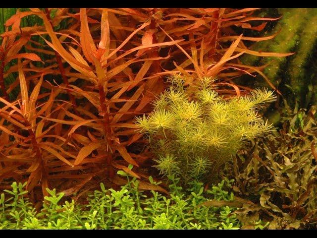 Ammannia Gracilis - Care and Info (AKA) Delicate ammannia / Red Ammannia