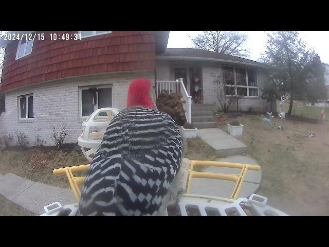 Daily Birdwatching - Netvue Birdfy Birdfeeder Cam - December 15, 2024