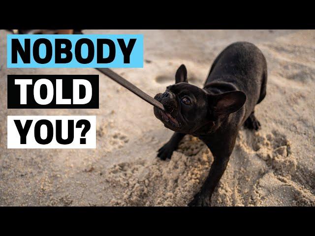 Things Nobody Tells You About Owning A French Bulldog!