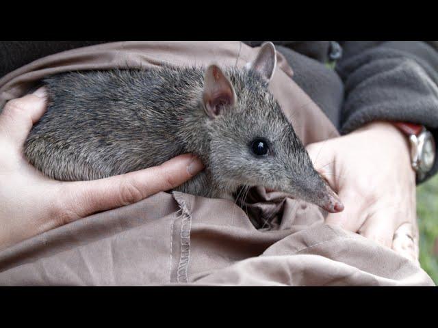 Bandicoots in the backyard