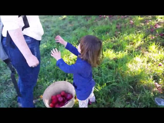 Apple Picking