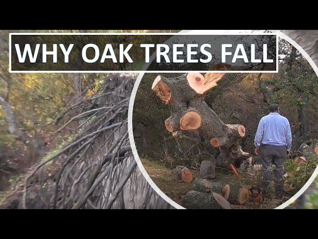 Fallen Coast Live Oak Trees, Coto de Caza, CA or WHY OAK TREES FALL