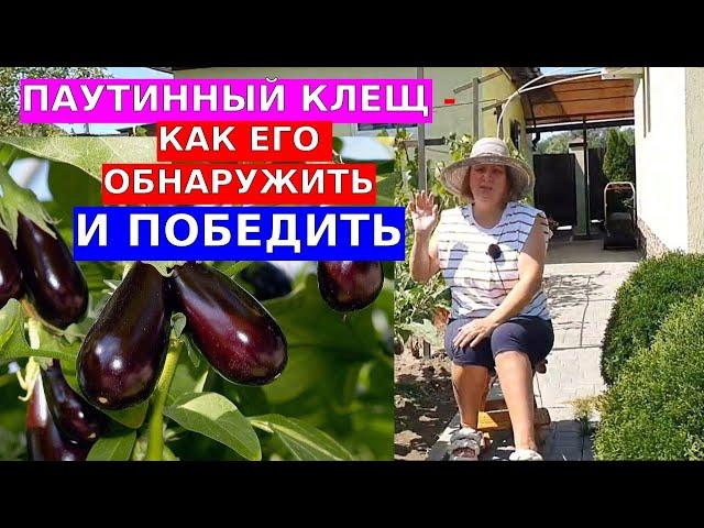 Паутинный клещ. Как понять что он на баклажанах и как с ним бороться