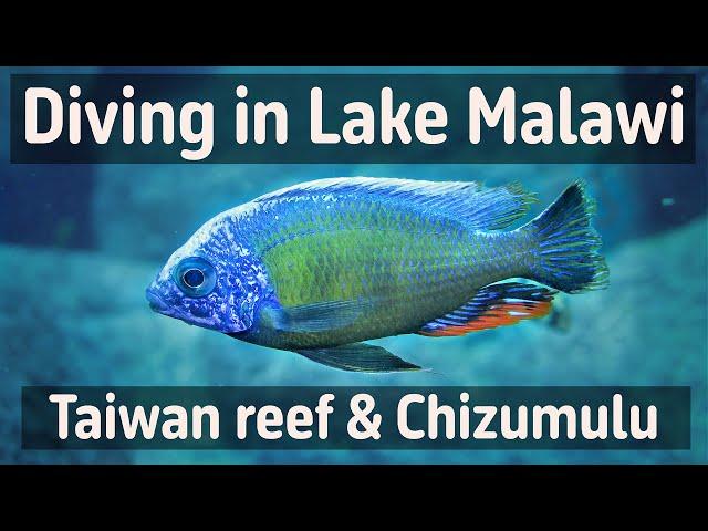 Lake Malawi Taiwan reef Chizumulu