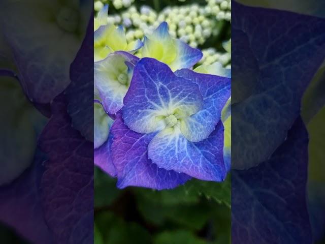 Гортензия Блау Майзэ /Blau Meise , Германия#hortensien #hydrangea #гортензия #германия #дача