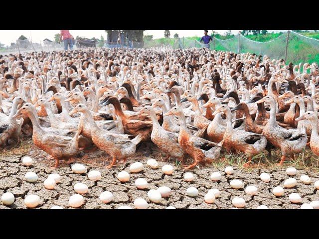 How To Raise Millions of Ducks From Birth to Egg Laying - Poultry Farm