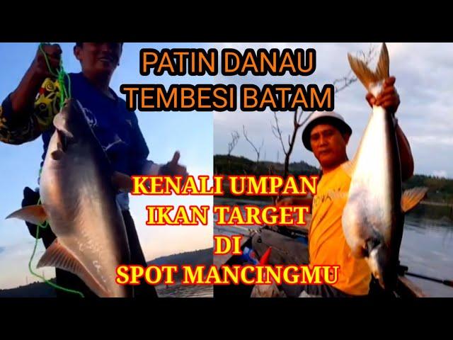 Umpan Ikan Patin Liar Gacor Cocok Untuk Spot Danau Tembesi Batam #168