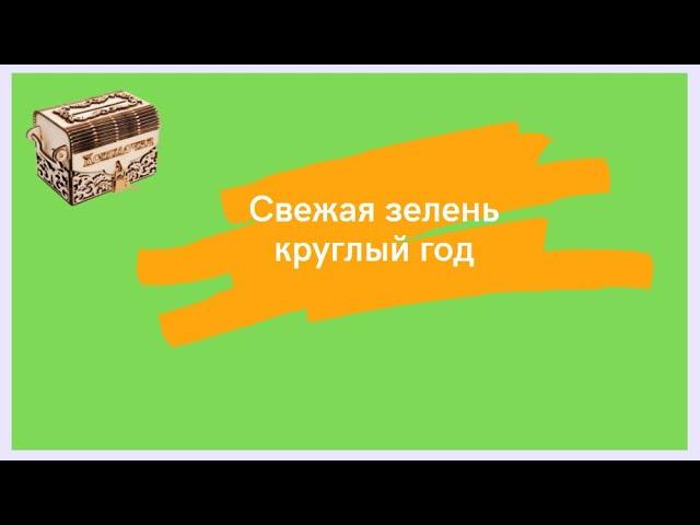 Свежая зелень круглый год