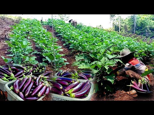 2nd harvest of eggplant, gardening life in the mountain ep 157