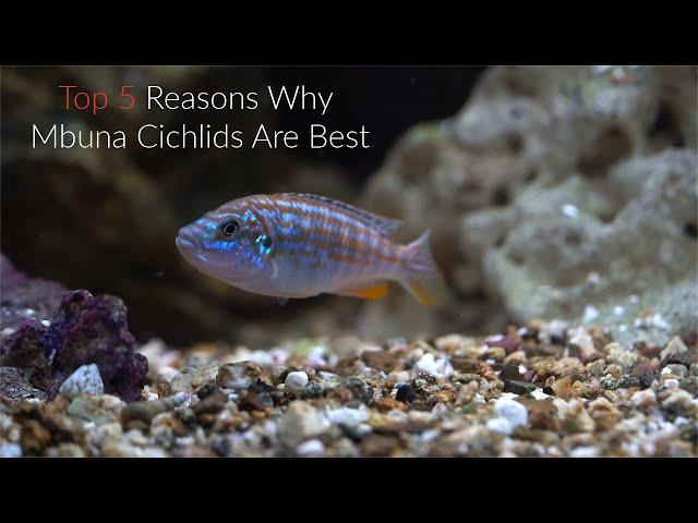 Top 5 Reasons Why Mbuna Cichlids Are Some Of The Best Fish To Keep...