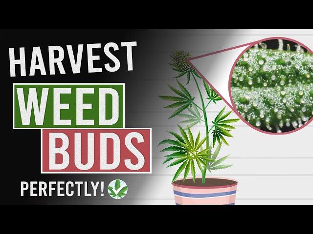 Harvest Cannabis Buds PERFECTLY Every Time!