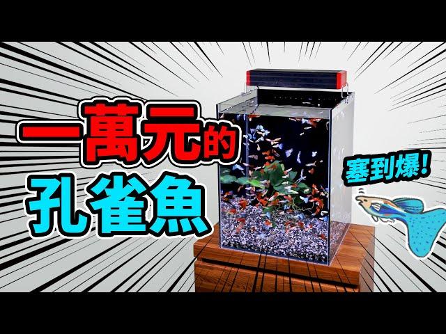 我就有錢，花一萬塊讓孔雀魚爆缸 $10,000 guppy