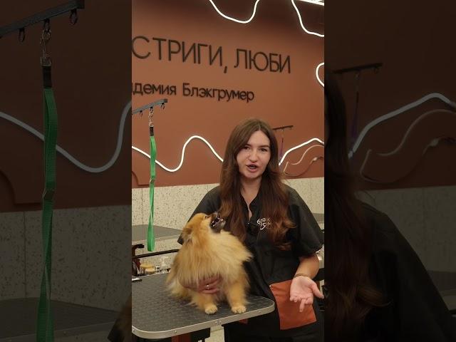 День открытых дверей в нашей академии Блэкгрумер #груминг #собака #pets #любовь #грумер