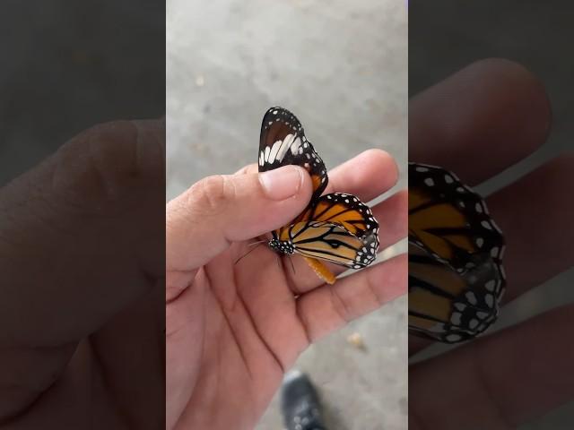 #butterfly #love #nature #post #reels