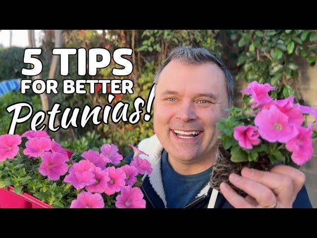 5 Tips for Better Petunias