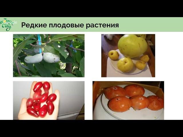 Многоярусность, видовое разнообразие и другие секреты природного сада