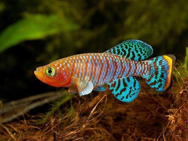 14 Most Colorful Freshwater fish