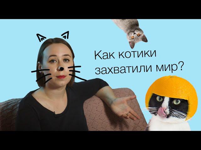 Как коты захватили мир?