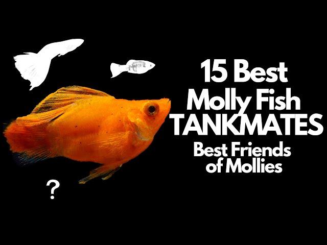 The 15 Best Molly Fish Tankmates 