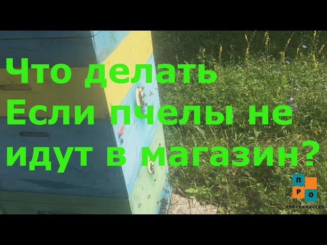 Что делать если пчелы не идут в магазин? Чем расширять корпус или магазин? Почтовые вес и привес