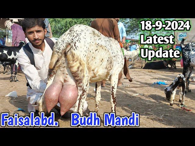 Today Latest Update Faisalabad Bakra Mandi || September 18, 2024