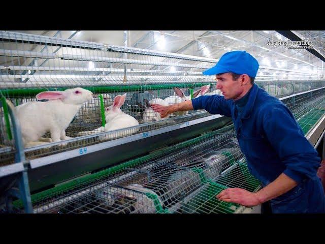 Intelligent Technology for Rabbit Farm Amazing Technology for Agriculture Modern Farm for Rabbits