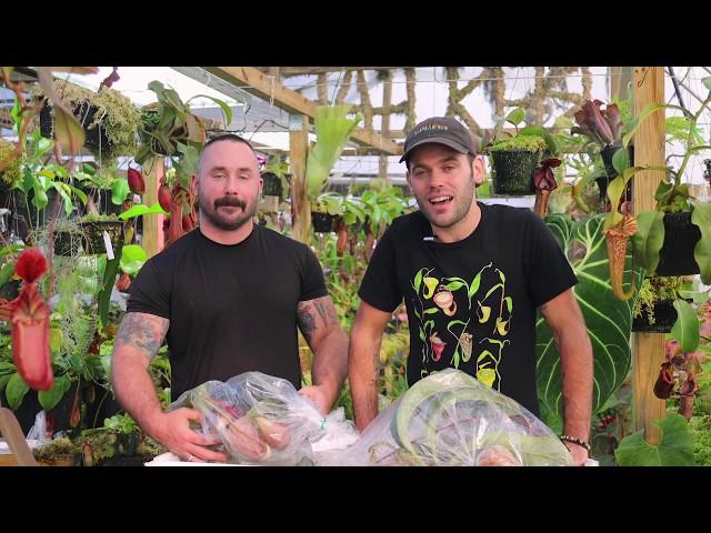 Exotica Plants Import Nov 2019 - Redleaf Exotics