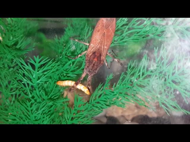 Watet scorpion information / feeding