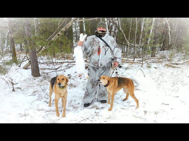 Охота на зайца с гончими по полям, наматываем километры!
