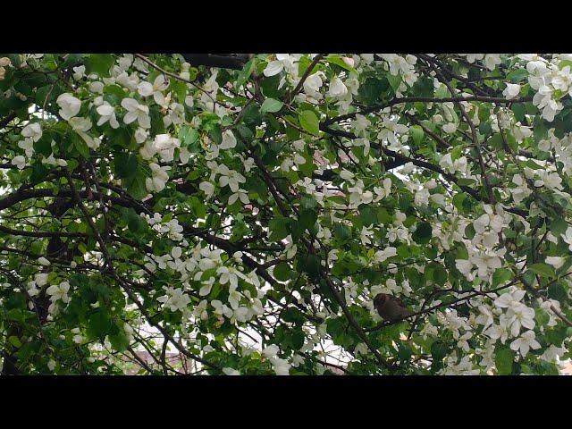 Песни дорог войны. "Ничего не говорила"