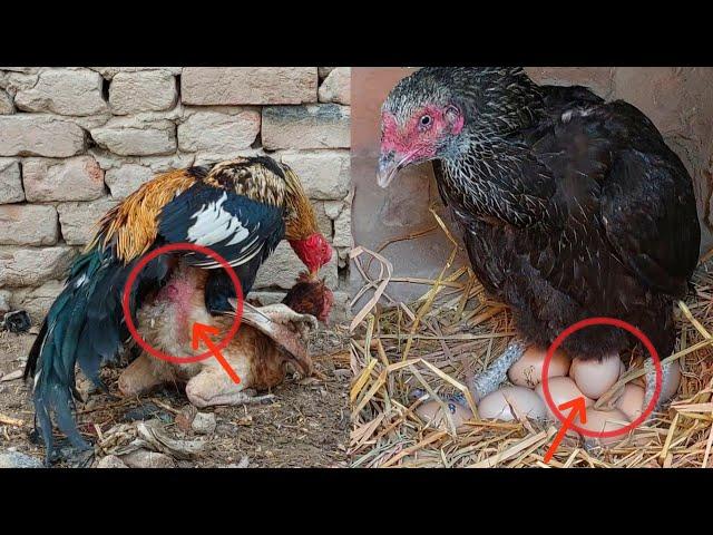 The hen is laying eggs || And the hen is roaming with the rooster