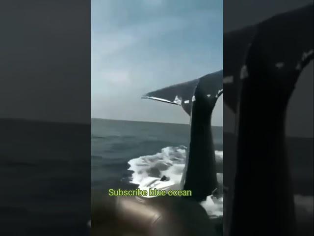 The moment a blue whale attacks a fishing boat live video march 2022