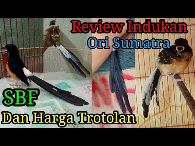 REVIEW INDUKAN PENANGKARAN MURAI BATU SBF DAN HARGA TROTOLAN NYA