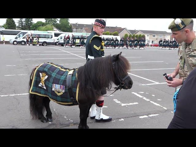 Corporal Cruachan IV - Mascot of The Royal Regiment of Scotland