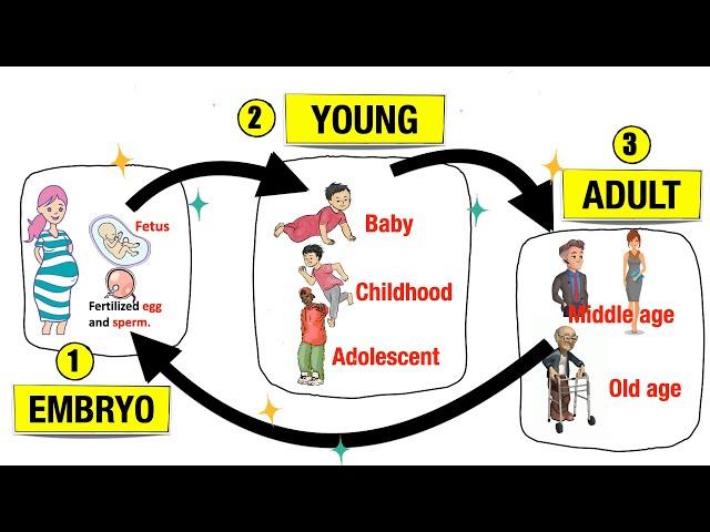 Human Life Cycle