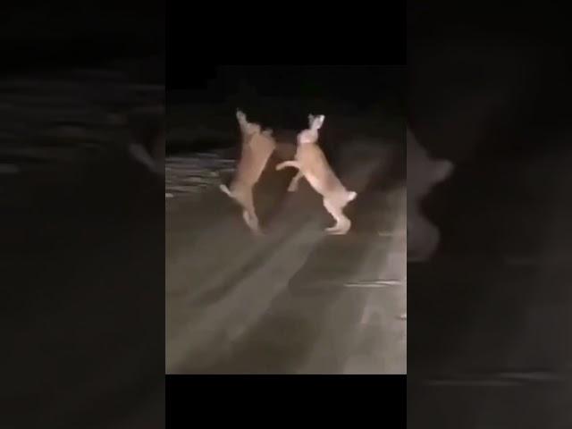 Драка двух зайцев