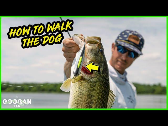 HOW TO WALK a TOPWATER LURE! ( FISHING TIPS )