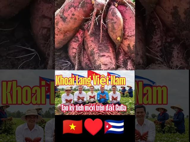  Khoai Lang Việt Trên Đất Cuba – Biểu Tượng Mới Của Tình Hữu Nghị!